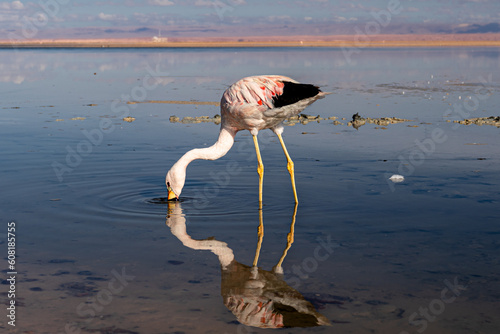 White chilean flamingo