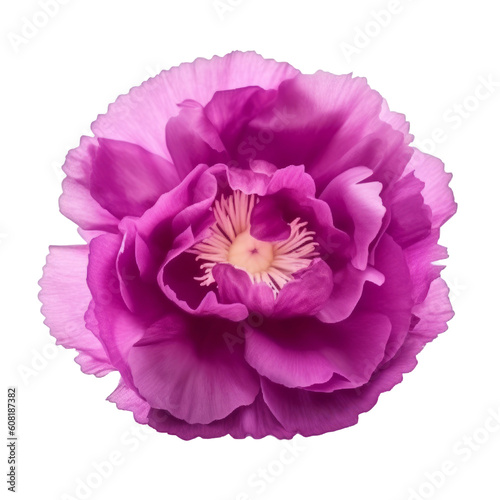 violet carnation flower isolated on transparent background cutout
