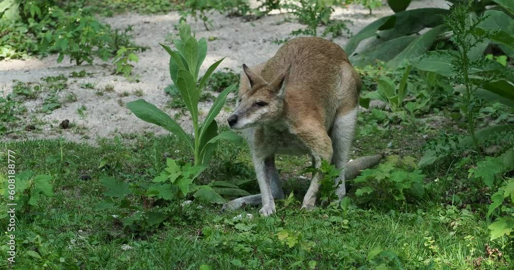 The agile wallaby, Macropus agilis also known as the sandy wallaby is a species of wallaby found in northern Australia and New Guinea. The agile wallaby, Macropus agilis also known as the sandy wallaby is a species of wallaby found in northern Australia and New Guinea.