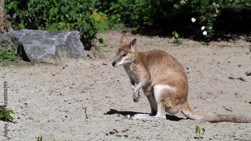 The agile wallaby, Macropus agilis also known as the sandy wallaby is a species of wallaby found in northern Australia and New Guinea. The agile wallaby, Macropus agilis also known as the sandy wallaby is a species of wallaby found in northern Australia and New Guinea.