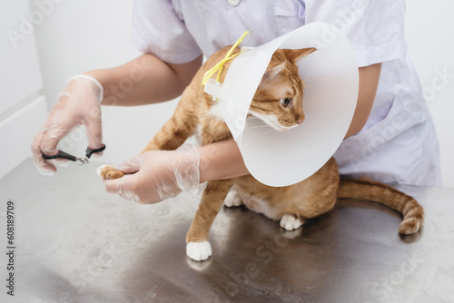Cat's getting a nail trim