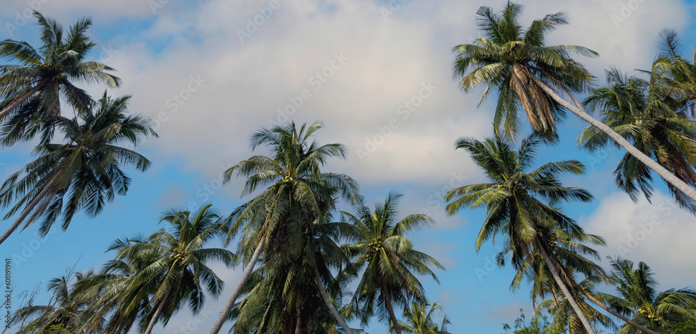 Obraz premium Summer tropical with palm trees background as texture frame background