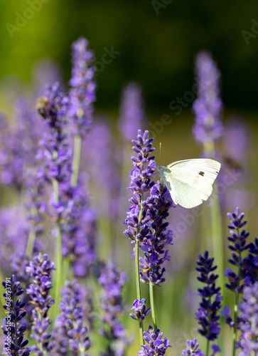 Butterflies on spring lavender flowers under sunlight. Beautiful landscape of nature with a panoramic view. Hi spring. long banner © Vera