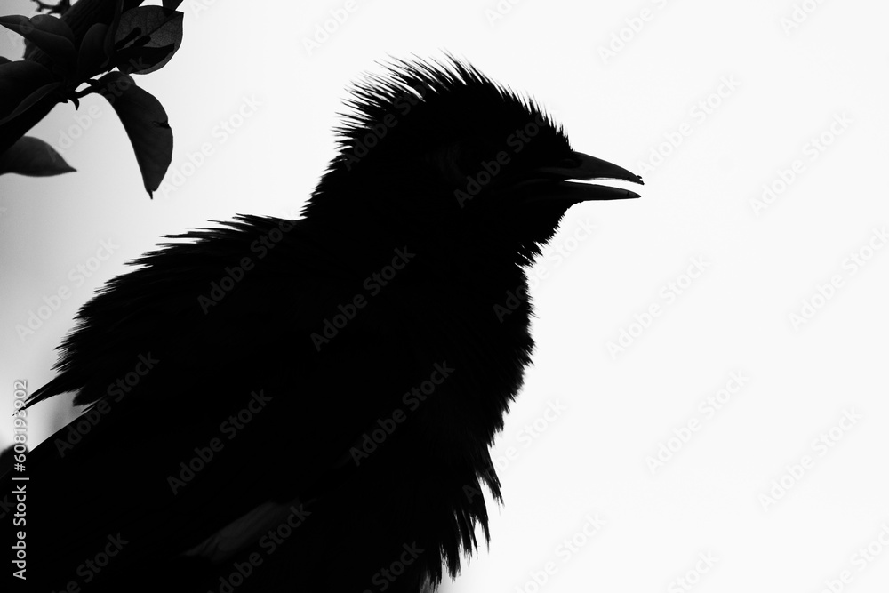 Fototapeta premium Isolated close up portrait of a single mature common/ Indian myna bird in domestic surroundings- Rehovot Israel