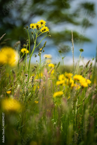 Prairie de fleurs jaune au printemps