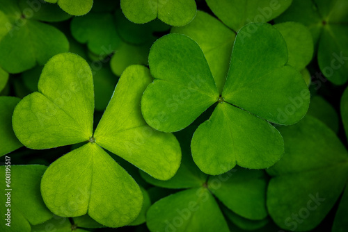 grüne Kleeblätter im Frühling in der sächsischen Schweiz