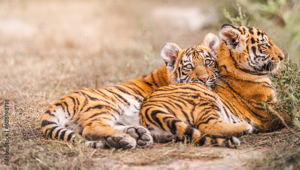 Fototapeta premium Two Amur tiger cub lie on straw