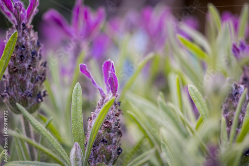 Fototapeta Naklejka Na Ścianę i Meble -  Macro close-up shot of lavender field