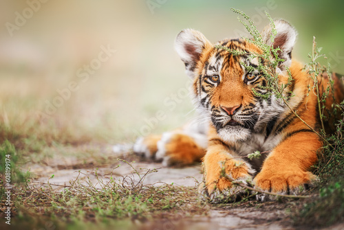 Obraz na płótnie Cute tiger baby portrait outdoor on straw w salonie