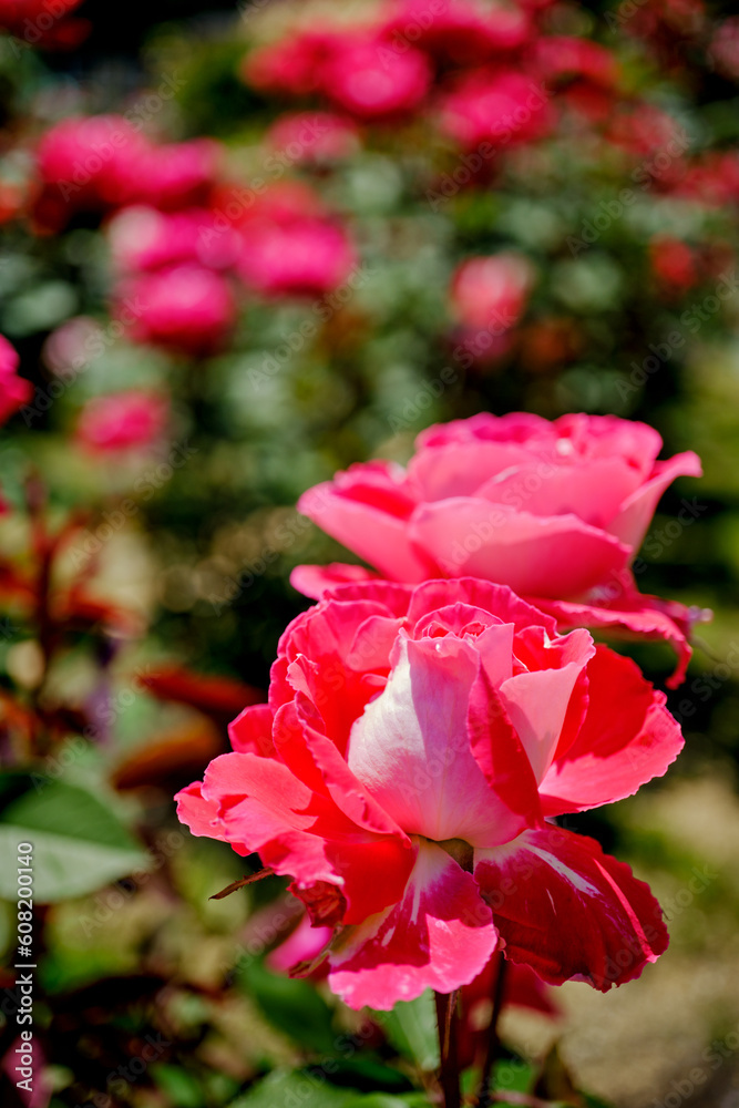 初夏の陽射しを浴びた鮮かな薔薇の花