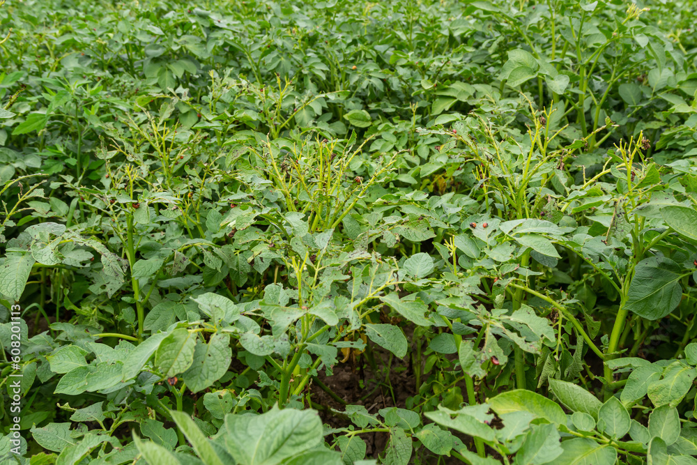 Colorado potato beetle - Leptinotarsa decemlineata on potato bushes. Pest of plants and agriculture. Treatment with pesticides. Insects are pests that damage plants Colorado potato beetle - Leptinotarsa decemlineata on potato bushes. Pest of plants and agriculture. Treatment with pesticides. Insects are pests that damage plants