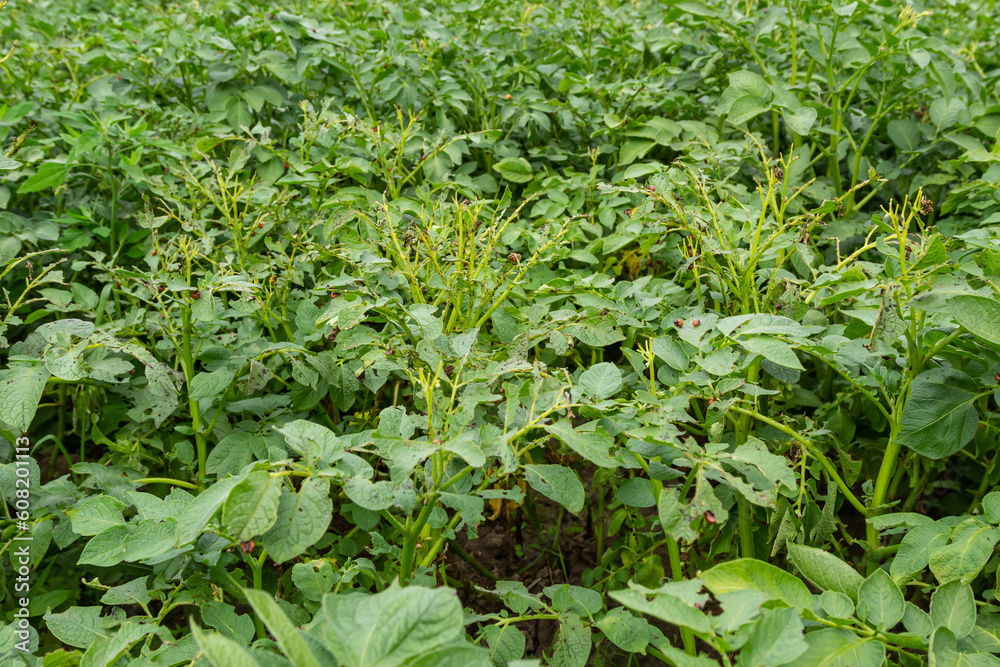 Colorado potato beetle - Leptinotarsa decemlineata on potato bushes. Pest of plants and agriculture. Treatment with pesticides. Insects are pests that damage plants