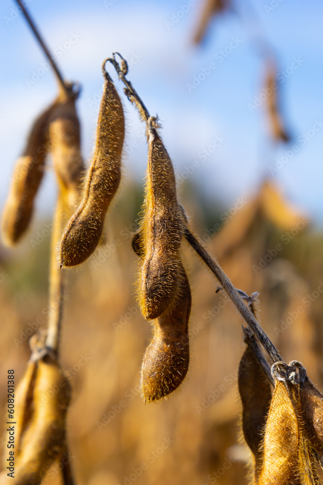Soybean fields. Ripe golden-yellow soybean pods at sunset. Soybean field in the golden glow. Blurred background, shallow depth of field The concept of a good harvest. Macro