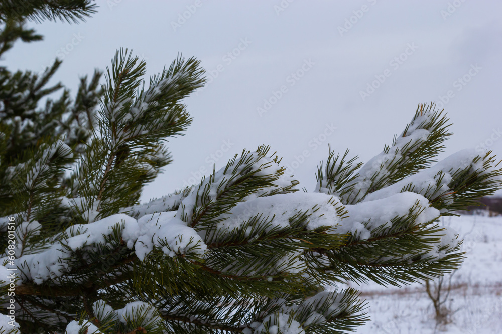 Snow-covered pine trees branches covered with snow frost. Perfect wintry wallpapers magical nature photography Snow-covered pine trees branches covered with snow frost. Perfect wintry wallpapers magical nature photography