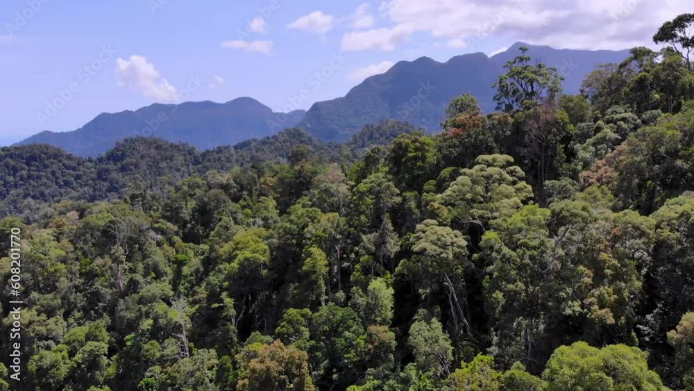 Aerial view, moving over a rainforest tree canopy in a slow pace - beautiful green nature background of a tropical forest Aerial view, moving over a rainforest tree canopy in a slow pace - beautiful green nature background of a tropical forest