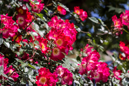 Wallpaper Mural Flowers in garden. Flowers in spring. Torontodigital.ca