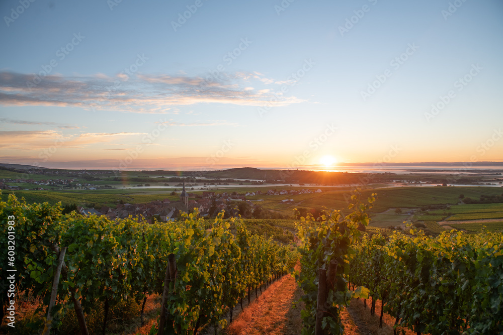 Obraz premium sunset over the wineyard