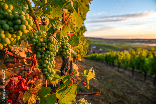grappe and vineyard in autumn