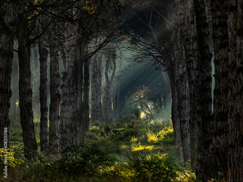 fairy tale forest © Saskia