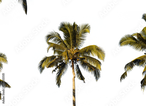 Plam tree on white background with clipping path