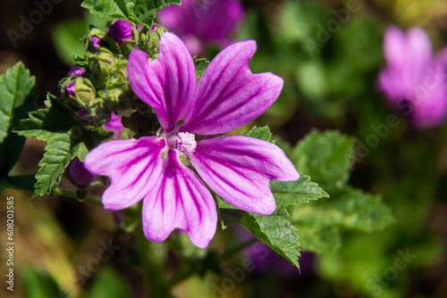 Flower of garden tree-mallow with droplets of dew on the petals Lavatera thuringiaca