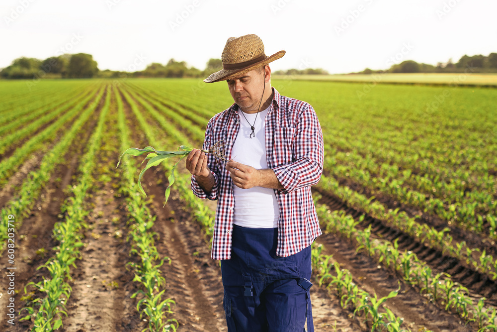One senior farmer standing in the corn field. One senior farmer standing in the corn field.