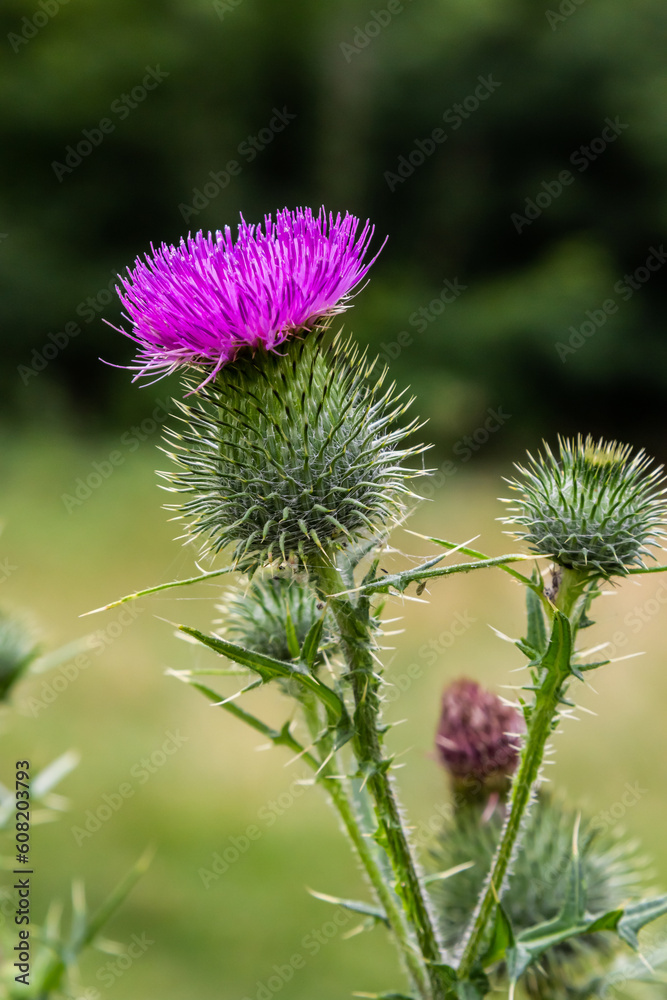 Blessed milk thistle flowers in field, close up. Silybum marianum herbal remedy, Saint Mary's Thistle, Marian Scotch thistle, Mary Thistle Blessed milk thistle flowers in field, close up. Silybum marianum herbal remedy, Saint Mary's Thistle, Marian Scotch thistle, Mary Thistle