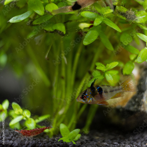 Schmetterlingsbuntbarsch (Mikrogeophagus ramirezi)