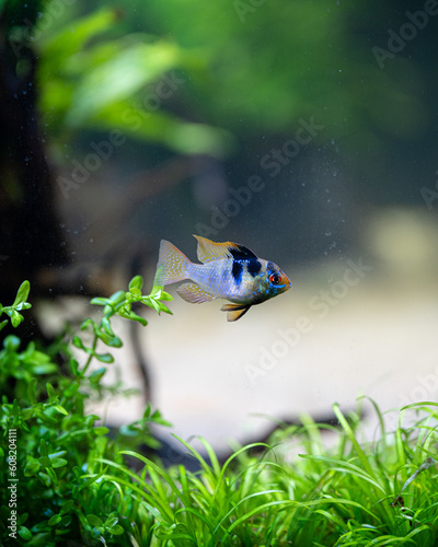 Schmetterlingsbuntbarsch (Mikrogeophagus ramirezi)