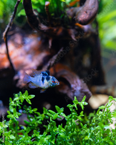 Schmetterlingsbuntbarsch (Mikrogeophagus ramirezi)