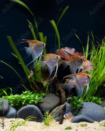 Manacapuru Angelfish
