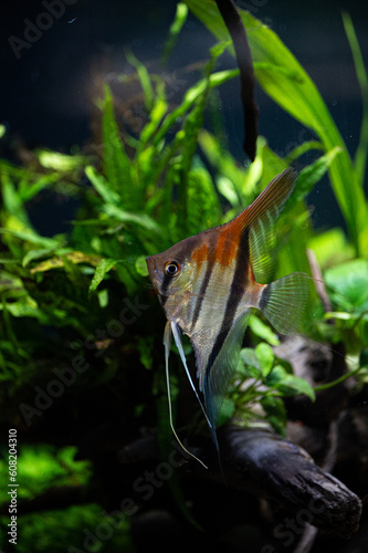 Manacapuru Angelfish