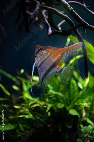 Manacapuru Angelfish