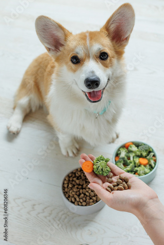 Dog food. Food for animals. Beautiful corgi eats food.