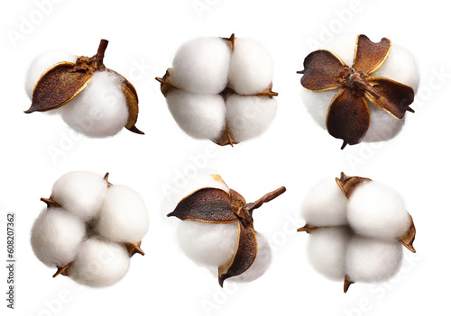 Set of delicate white cotton flowers isolated on transparent background, PNG