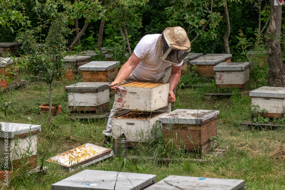 Picturesque forest apiary. Bee points in the forest. Ukraine, Odessa region spring 2023 Picturesque forest apiary. Bee points in the forest. Ukraine, Odessa region spring 2023