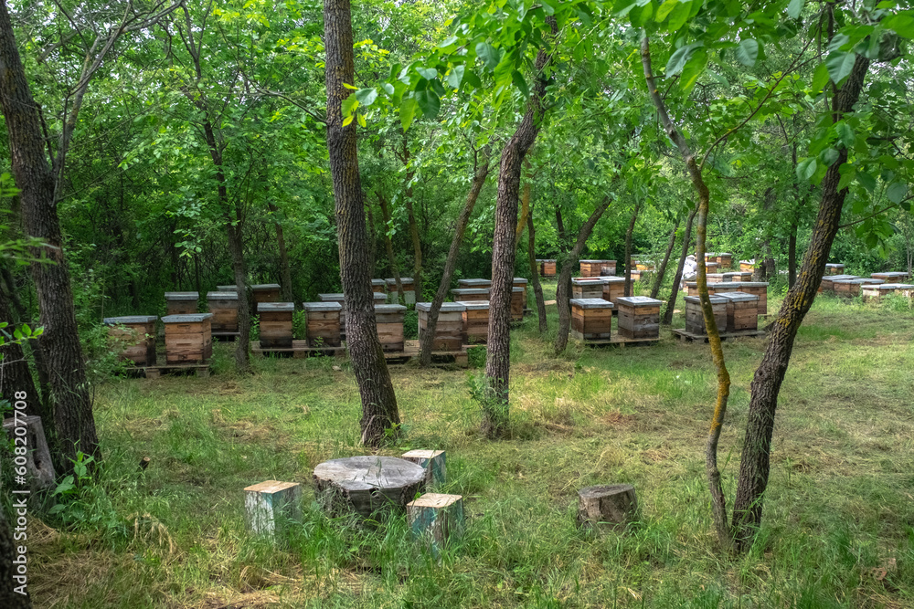 Picturesque forest apiary. Bee points in the forest. Ukraine, Odessa region spring 2023