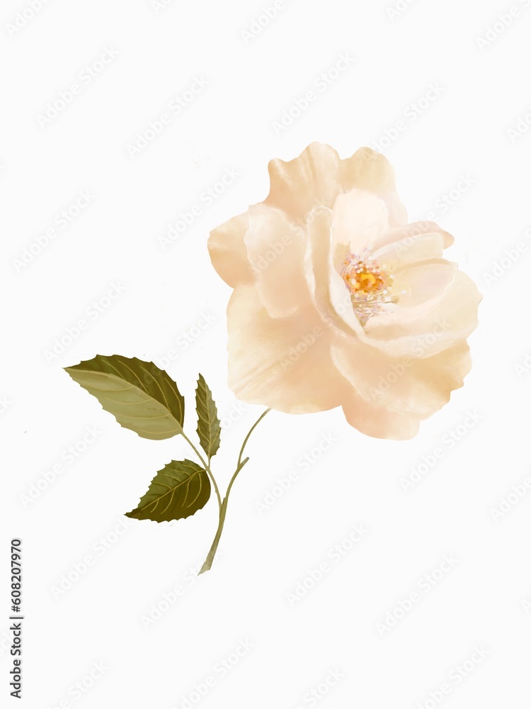 Cream Rose A digital watercolor painting depicting a cream-colored rose on a white background