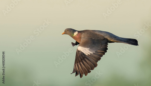 Wood Pigeon (Columba palumbus) in flight. Bird in flight. © VitOt