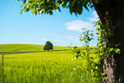 grüne frühlingswiese feld mit baum und blauem himmel in der sächsischen schweiz