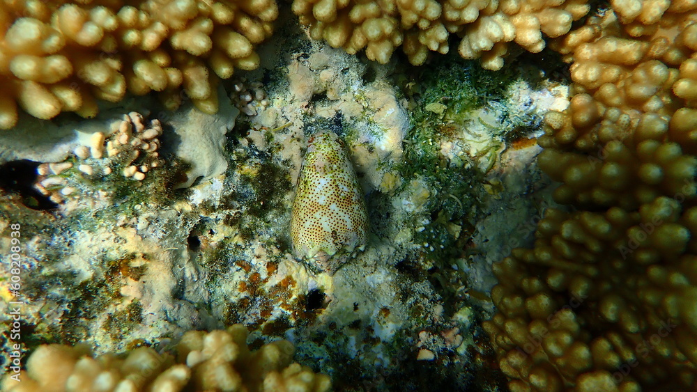 Sea snail sand-dusted cone (Conus arenatus) undersea, Red Sea, Egypt, Sharm El Sheikh, Nabq Bay