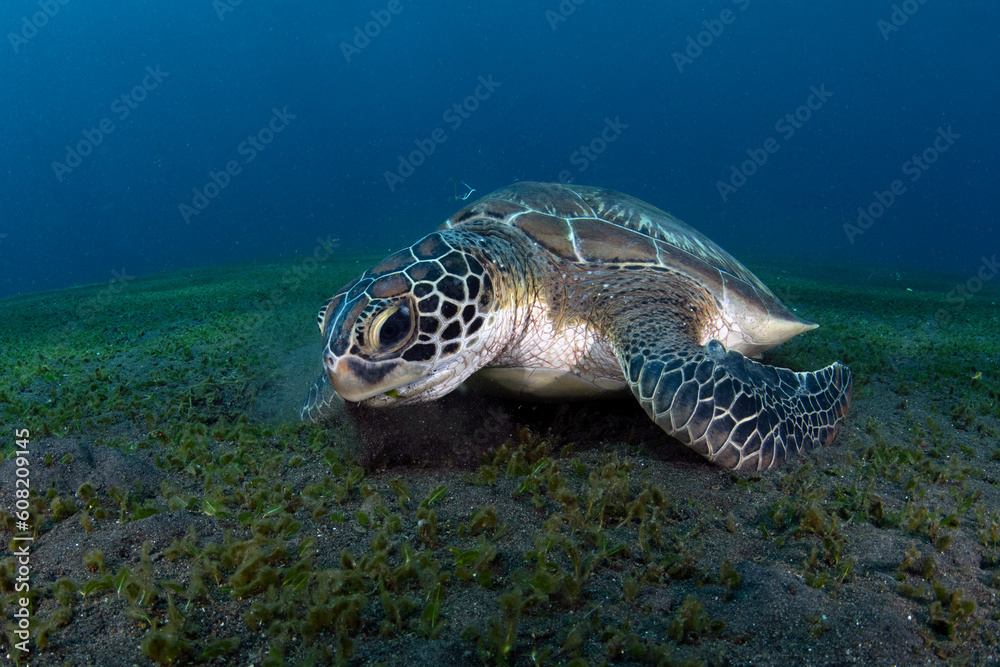 Obraz premium Green Turtle - Chelonia mydas feeds on the algae. Sea life of Bali, Indonesia.