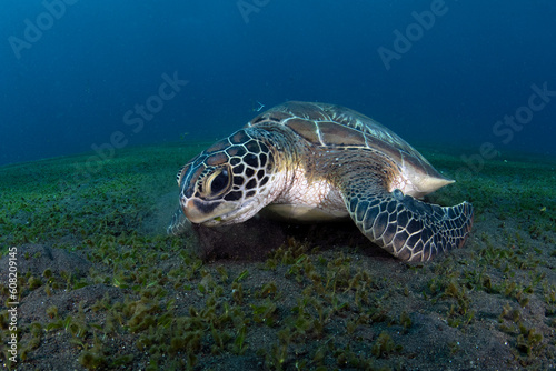 Green Turtle - Chelonia mydas feeds on the algae. Sea life of Bali, Indonesia. © diveivanov