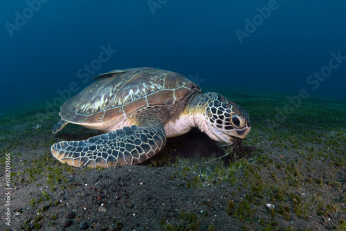 Green Turtle - Chelonia mydas feeds on the algae. Sea life of Bali, Indonesia.