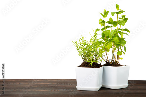 Fresh garden herbs in pots on brown table with isolated background. Rosemary and mint in white pots. Seedling of spicy spices and herbs. Home aromatic and culinary herbs. design.