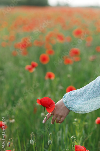Fototapeta Naklejka Na Ścianę i Meble -  Woman gathering poppy in field in evening summer countryside. Atmospheric moment. Young female picking wildflowers in meadow close up. Rural simple life
