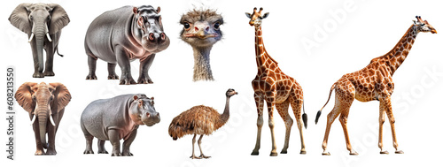 African animals isolated without background , elephant, hippo, ostrich, giraffe generative ai photo