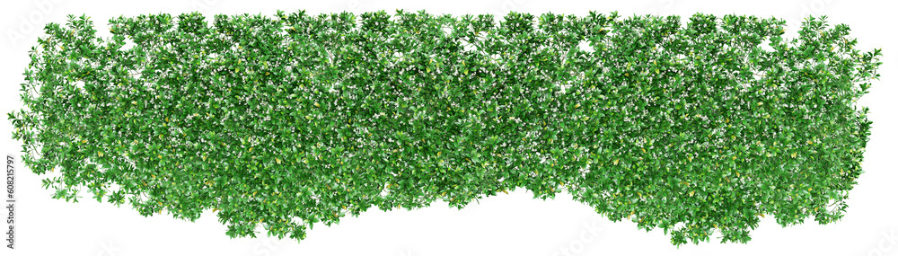 Southern or star jasmine, or Trachelospermum, or Rhynchospermum jasminoides, vine blossoming. Png transparency Southern or star jasmine, or Trachelospermum, or Rhynchospermum jasminoides, vine blossoming. Png transparency