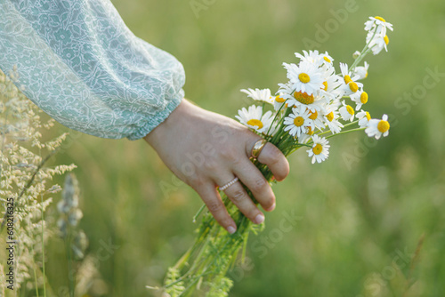 Woman hand holding daisy bouquet in field in evening summer countryside, close up. Atmospheric moment. Young female gathering wildflowers in meadow. Rural simple life © sonyachny