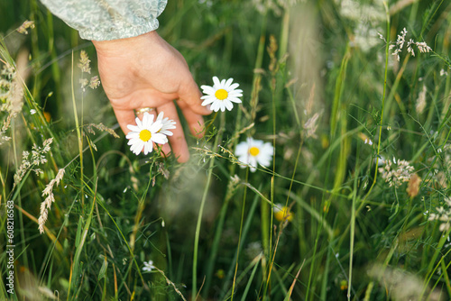 Fototapeta Naklejka Na Ścianę i Meble -  Woman hand holding daisy flower in summer countryside, close up. Carefree atmospheric moment. Young female gathering wildflowers in meadow. Rural simple life